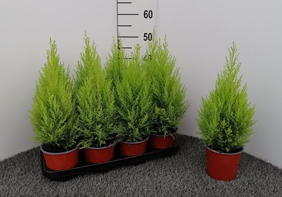 Immagine di CUPRESSUS GOLD. WILMA V.14 CM