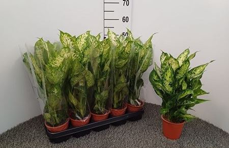 Immagine di DIEFFENBACHIA MIX V.12 CM