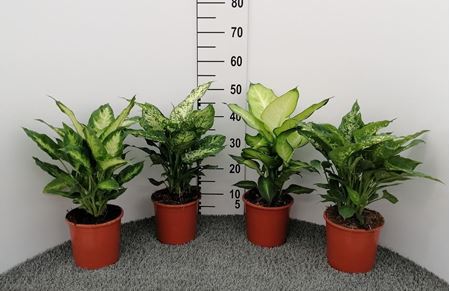 Immagine di DIEFFENBACHIA MIX V.17 CM