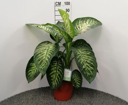 Immagine di DIEFFENBACHIA TROPIC SNOW V.24 CM