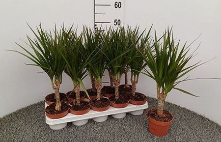 Immagine di DRACEANA MARGINATA V.11 CM