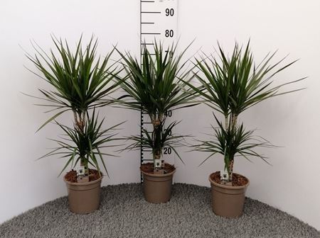 Immagine di DRACEANA MARGINATA V.17 CM 30-10