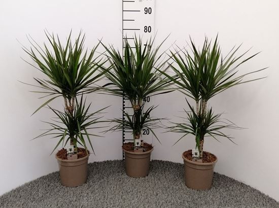 Immagine di DRACEANA MARGINATA V.17 CM 30-10