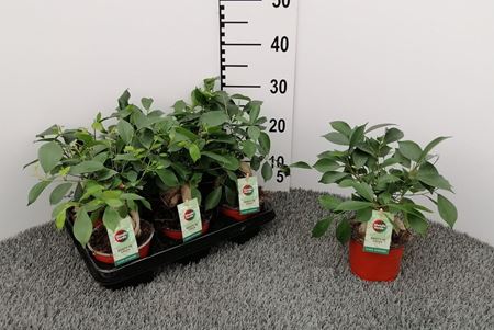 Immagine di FICUS GINSENG V.12 CM