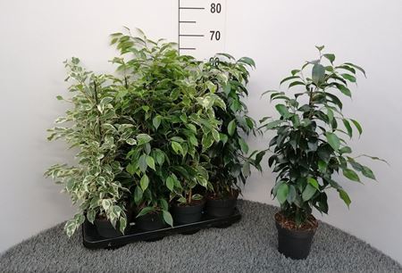 Immagine di FICUS MIX V.14 CM mix in tray