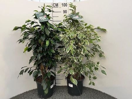 Immagine di FICUS MIX V.21 H.110 CM