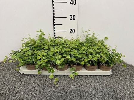 Immagine di FICUS PUMILA SUNNY V.8 CM VARIEGATO