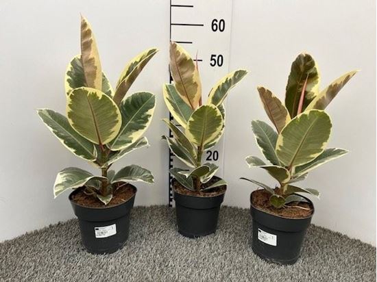 Immagine di FICUS TINEKE V.17 CM