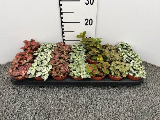 Immagine di FITTONIA MIX V.8 CM