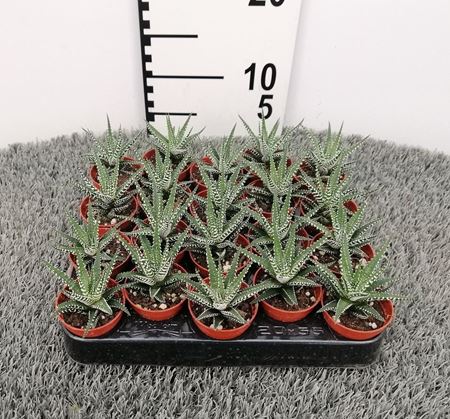 Immagine di HAWORTHIA BIG BAND V.5,5 CM