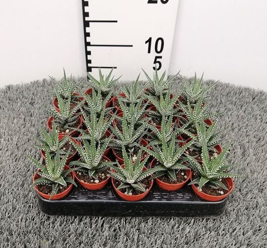 Immagine di HAWORTHIA BIG BAND V.5,5 CM