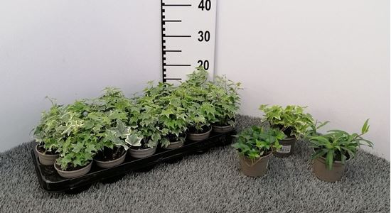 Immagine di HEDERA MIX V.9 CM