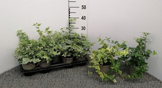 Immagine di HEDERA MIX V.13 CM