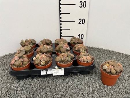 Immagine di LITHOPS V.8,5 CM