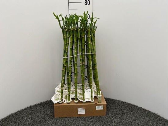 Immagine di LUCKY BAMBOO RECISO H.60 CM DIRITTO