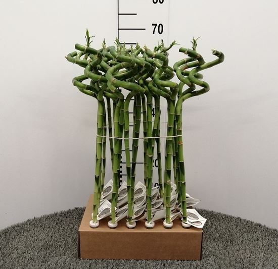 Immagine di LUCKY BAMBOO RECISO H.60 CM SPIRALE