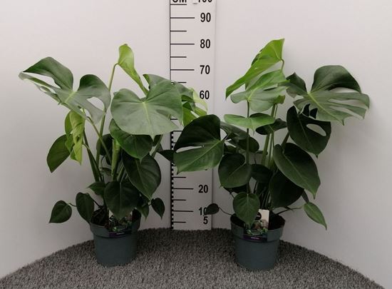 Immagine di MONSTERA DELICIOSA V.19 H.85 CM PALO