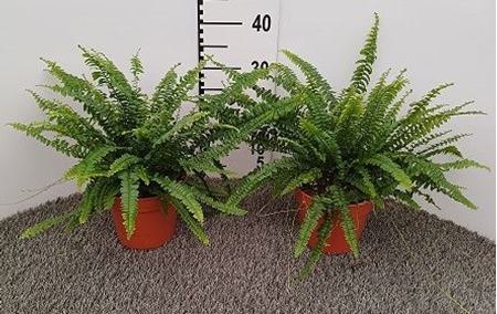 Immagine di NEPHROLEPIS BOSTON V.17 CM