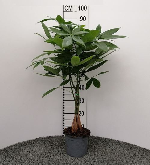 Immagine di PACHIRA ACQUATICA V.17 H.60 CM