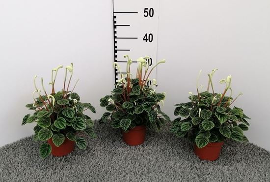 Immagine di PEPEROMIA LILIAN V.12 CM
