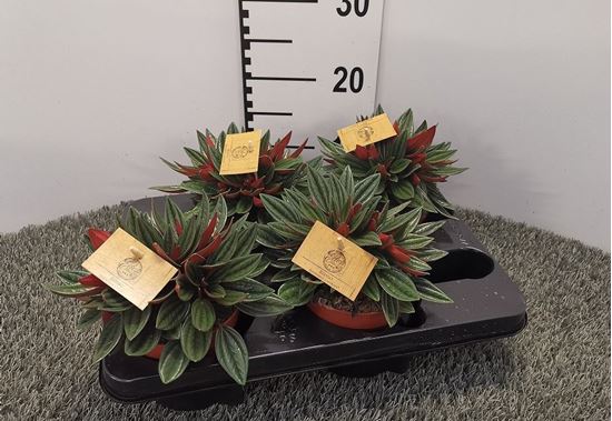 Immagine di PEPEROMIA ROSSO V.12 CM