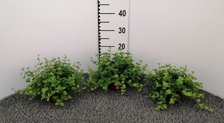 Immagine di PEPEROMIA ROTUNDIFOLIA V.12 CM