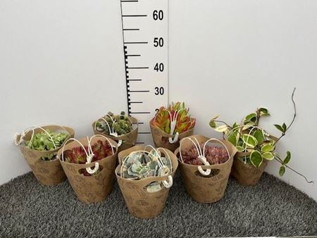 Immagine di PIANTE VERDI IN BK.16 CM