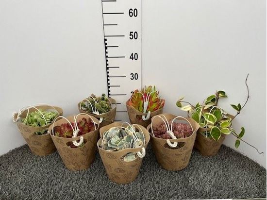 Immagine di PIANTE VERDI IN BK.16 CM