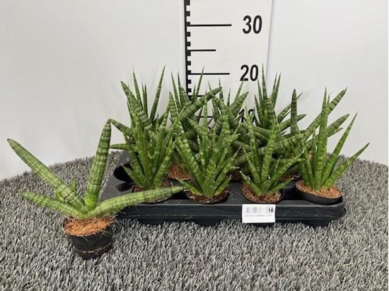 Immagine di SANSEVERIA CILINDRICA V.6 CM