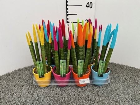 Immagine di SANSEVERIA CILINDRICA V.8,5 CM COLORATA