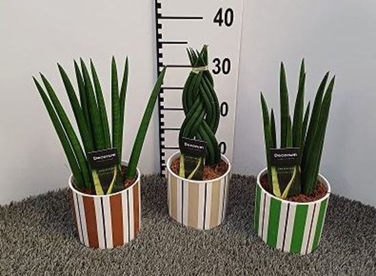 Immagine di SANSEVERIA CILINDRICA V.12 CM CERAMICA