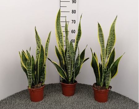 Immagine di SANSEVERIA LAURENTII V.15 CM