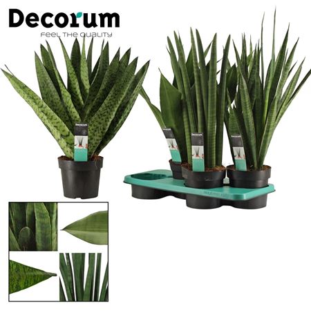 Immagine di SANSEVERIA MIX V.17 CM