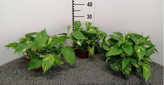 Immagine di SCINDAPSUS AUREUM V.17 CIOTOLA