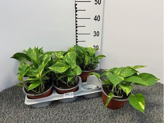 Immagine di SCINDAPSUS V.15 CM CIOTOLA