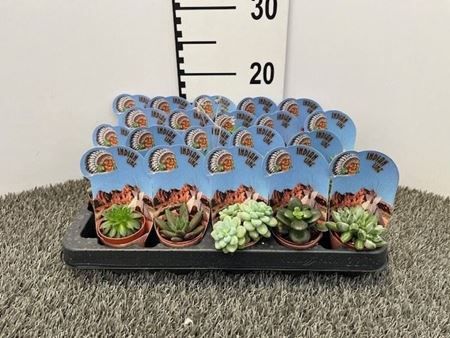 Immagine di SUCCULENTE MIX V.5,5 CM INDIAN