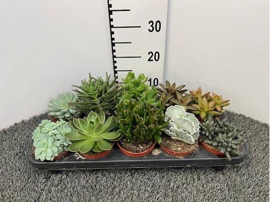 Immagine di SUCCULENTE MIX V.10,5 CM