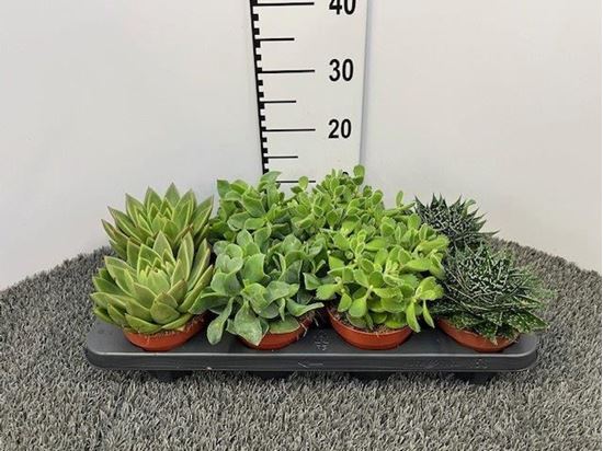 Immagine di SUCCULENTE MIX V.12 CM
