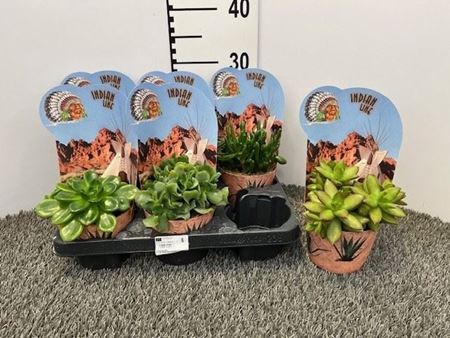 Immagine di SUCCULENTE MIX V.12 CM INDIAN CON POTCOVER