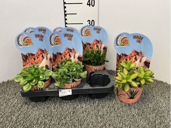 Immagine di SUCCULENTE MIX V.12 CM INDIAN CON POTCOVER