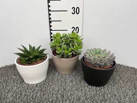 Immagine di SUCCULENTE MIX V.15 CM CERAMICA