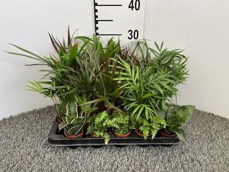 Immagine di VERDE MIX V.6 CM EXTRA