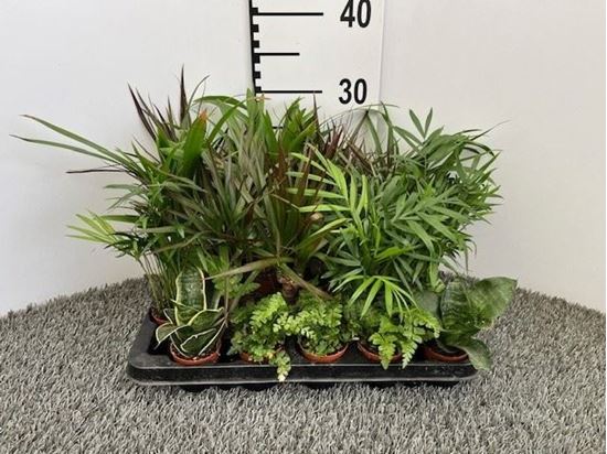 Immagine di VERDE MIX V.6 CM EXTRA