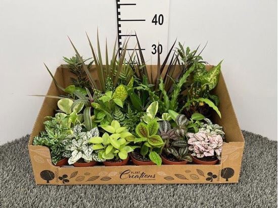 Immagine di VERDE MIX V.8 CM