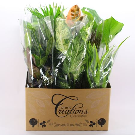 Immagine di VERDE MIX V.17  CM