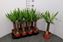 Immagine di YUCCA V.14 H.65 CM TRONCO 30 CM