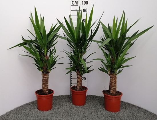 Immagine di YUCCA V.17 H.75 CM 45-20