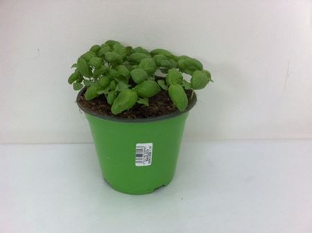 Immagine di BASILICO GENOVESE CLASSICO V.14 CM META' COLTURA