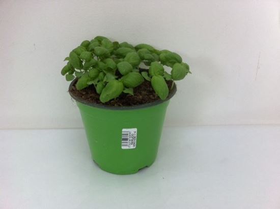 Immagine di BASILICO GENOVESE CLASSICO V.14 CM META' COLTURA