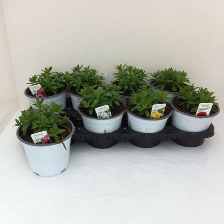 Immagine di CALIBRACHOA V.14 CM META' COLTURA